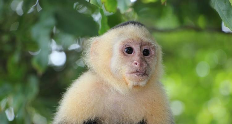 Sabores de Costa Rica - Tours of Distinction 8