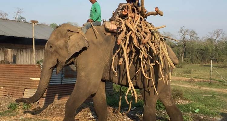 Safari à Chitwan - 3 nuits /4 jours - White Hill Adventure Treks and Expedition Pvt Ltd 4