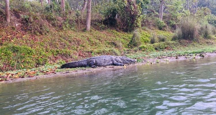 Safari à Chitwan - 3 nuits /4 jours - White Hill Adventure Treks and Expedition Pvt Ltd 7