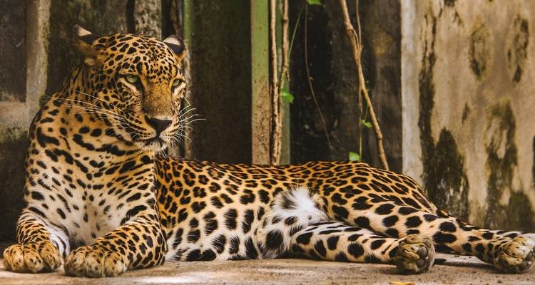 Léopard se reposant dans un enclos naturel.