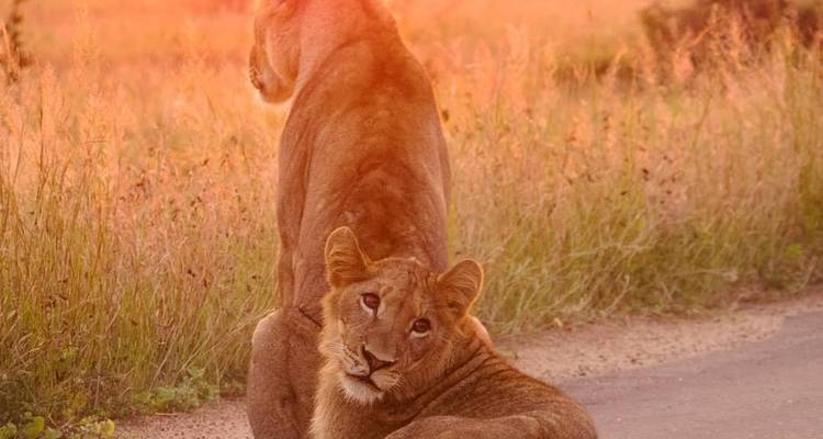Safari de lujo por el Parque Kruger y ruta panorámica en Sudáfrica - Amatungulu Tour 2