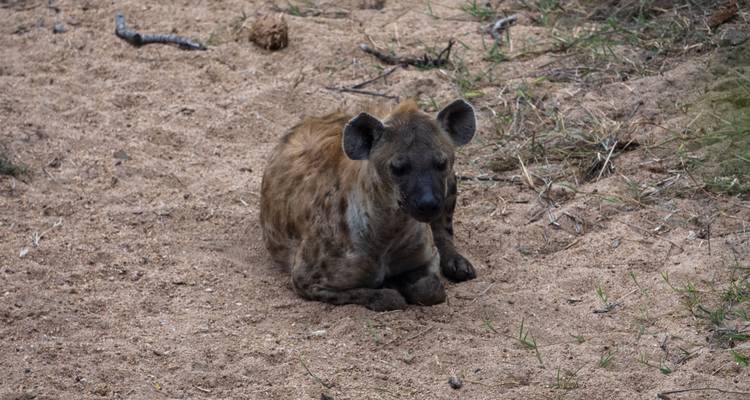 Safari de lujo por el Parque Kruger y ruta panorámica en Sudáfrica - Amatungulu Tour 10