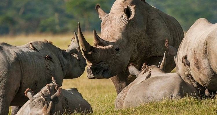 Safari de lujo por el Parque Kruger y ruta panorámica en Sudáfrica - Amatungulu Tour 1