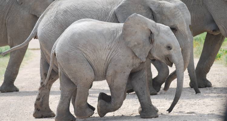 Circuit de 7 jours avec hébergement à Sossusvlei, la côte et Etosha - Bluecrane Safaris Namibia 2