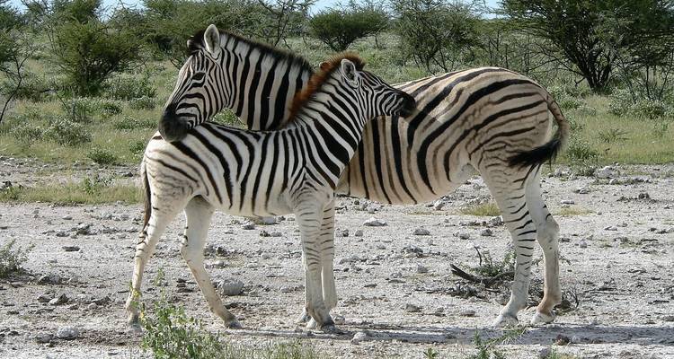 Circuit de 7 jours avec hébergement à Sossusvlei, la côte et Etosha - Bluecrane Safaris Namibia 1