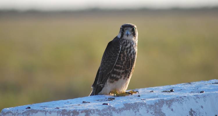 Circuit de 7 jours avec hébergement à Sossusvlei, la côte et Etosha - Bluecrane Safaris Namibia 6