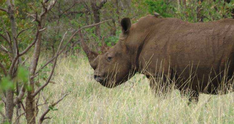 3 jours de safari dans le Masai Mara - Inscription de groupe - Samson's Safaris 9