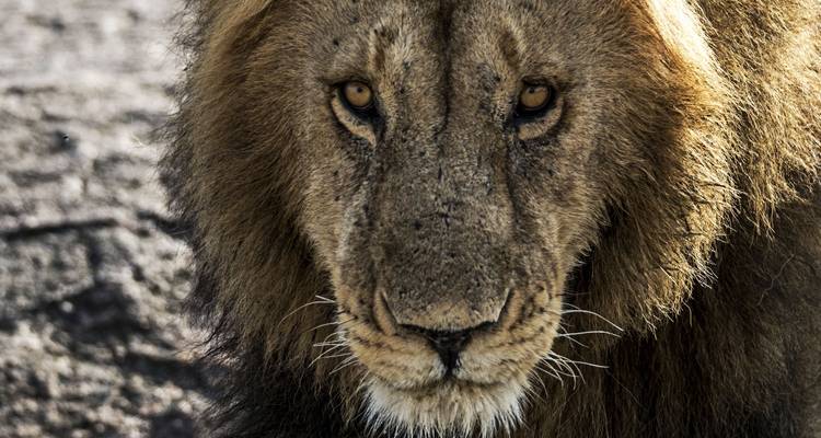 Maasai Mara - Safari en avion - 5 jours - Samson's Safaris 6