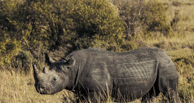 Safari de 4 días a Nairobi y Maasai Mara - Samson's Safaris 6