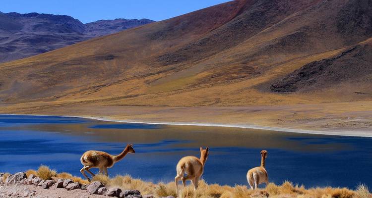 8 - Jours Expérience unique à San Pedro de Atacama et sur l'île de Pâques - Rapa Nui - Signature DMC 6