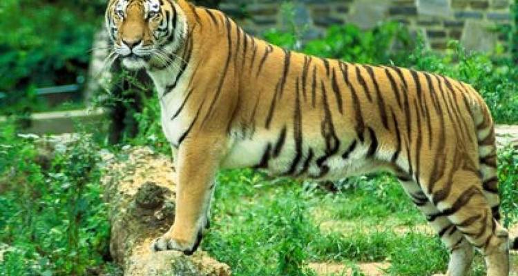 Tijger die op een rots staat te midden van groen.