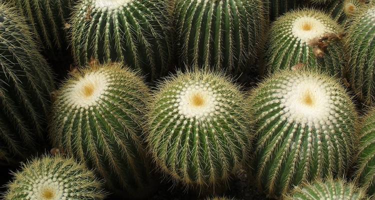 Close-up of clustered cacti with sharp spikes.