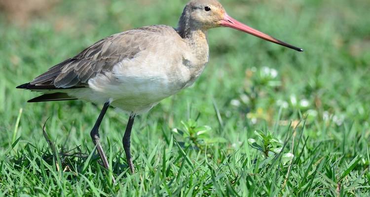 Close-up of a bird standing on grass.
