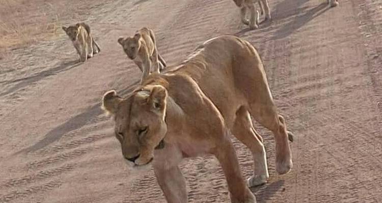 5 Days Tanzania big Five Safari - Wild Root Safaris & Adventures 2