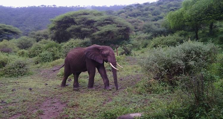 5 Days Tanzania big Five Safari - Wild Root Safaris & Adventures 9
