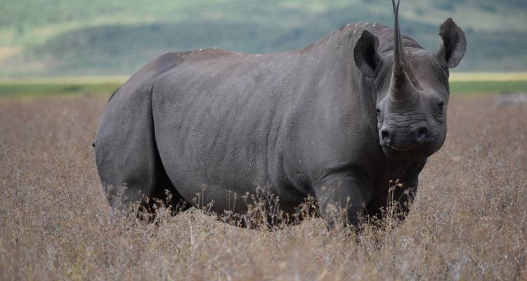 5 Days Tanzania big Five Safari - Wild Root Safaris & Adventures 4