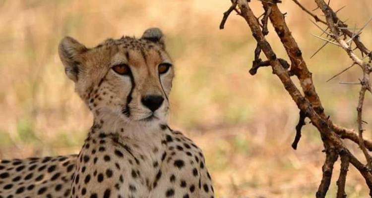 5 Days Tanzania big Five Safari - Wild Root Safaris & Adventures 8