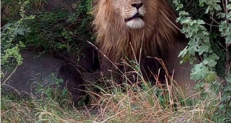 5 Days Tanzania big Five Safari - Wild Root Safaris & Adventures 7