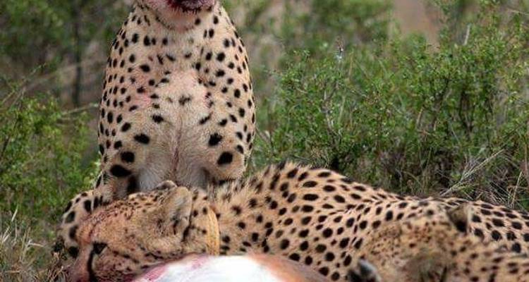 5 Days Tanzania big Five Safari - Wild Root Safaris & Adventures 1