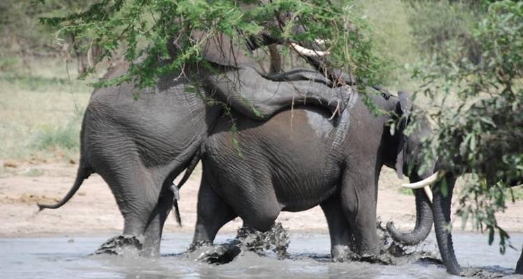 5 Days Tanzania big Five Safari - Wild Root Safaris & Adventures 10