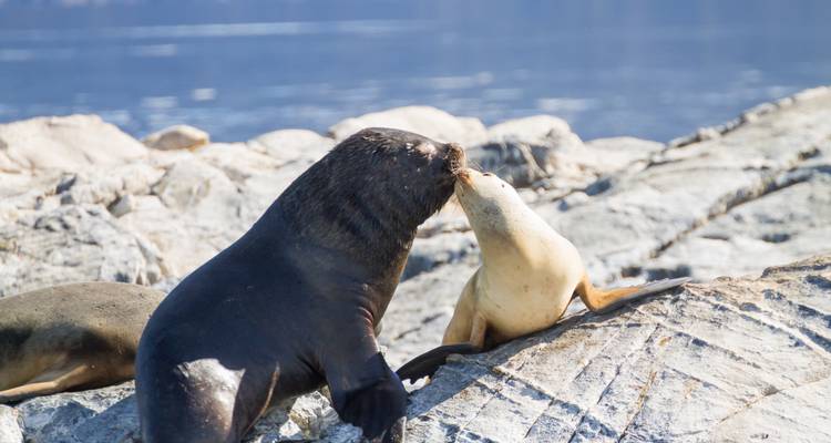 8 jours de Premium Discovery Ushuaia & El Calafate au départ de Buenos Aires - Signature DMC 7
