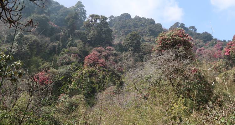 Dicht bos met bloeiende rododendronbomen.