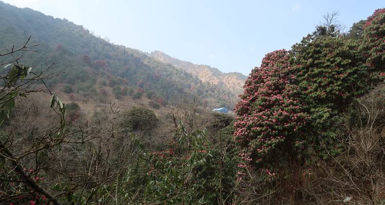 Helling met bloeiende rododendrons en een berg in de verte.