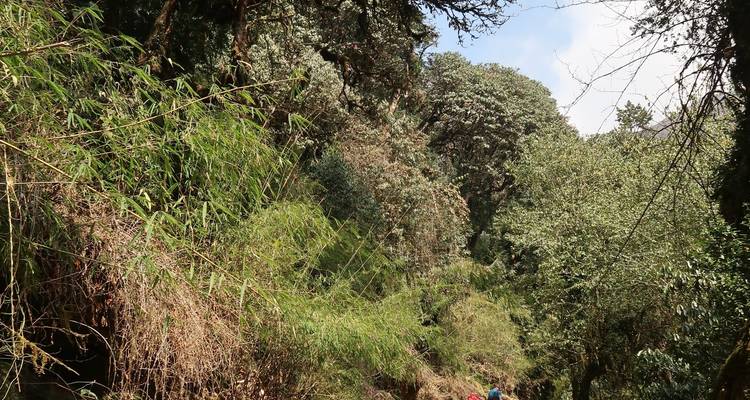 Bospad met mensen die wandelen door dichte begroeiing.