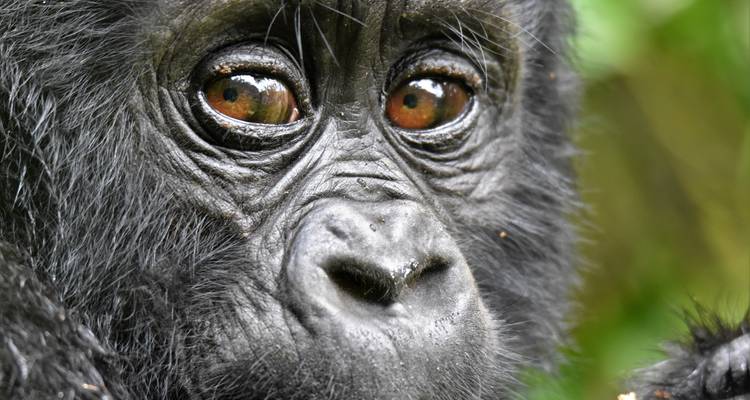 Lo mejor de Uganda safari de primates, cultura, paisajes y vida salvaje - Responsible Gorilla Trips 9