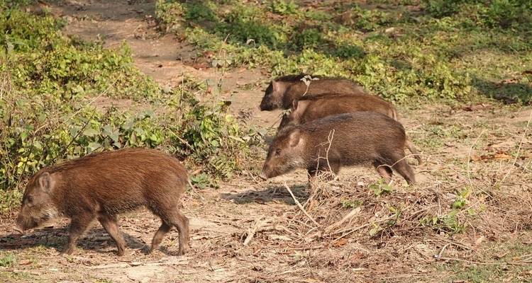 Excursión al Parque Nacional de Chitwan - aventura en la naturaleza - White Hill Adventure Treks and Expedition Pvt Ltd 4