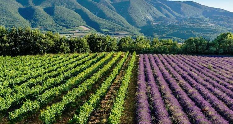 Trek cycliste épicurienne en E- bike dans la Provence authentique - So Provence So Alps ! 7
