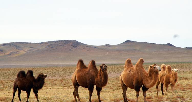 Group of Bactrian camels in a steppe landscape.