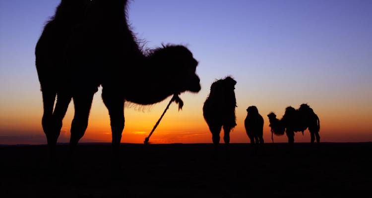 Silhouette of camels against a colorful sunset.