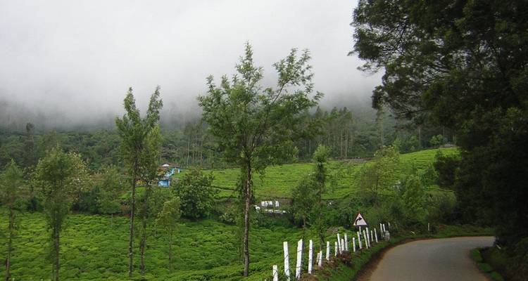 Mistig landschap met smalle wegen en weelderig groen