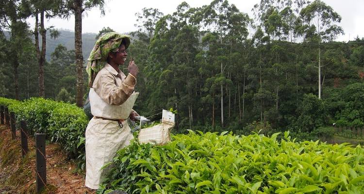 Tea picker working in a lush green tea garden.
