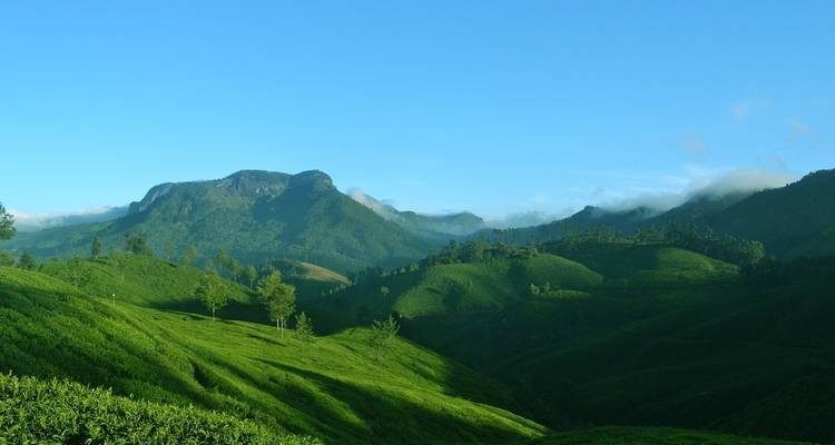 Lush green tea plantations with mountain views under clear skies.