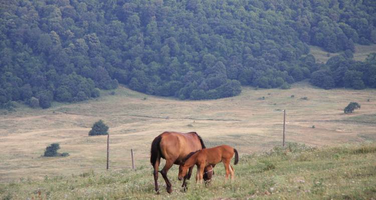Pferd und Fohlen grasen in einem grünen Tal.