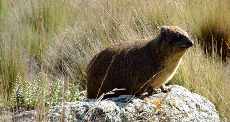 Klipdas op een rots te midden van hoog gras.