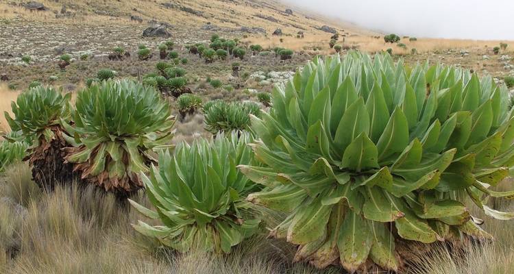 Grote vetplanten in een bergachtige streek.