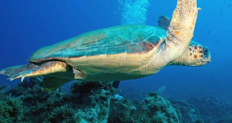 Fethiye - Olimpos Blue Cruise (Cabin Charter) (Groupes mixtes ou 18-42) - V-Go Yachting 9