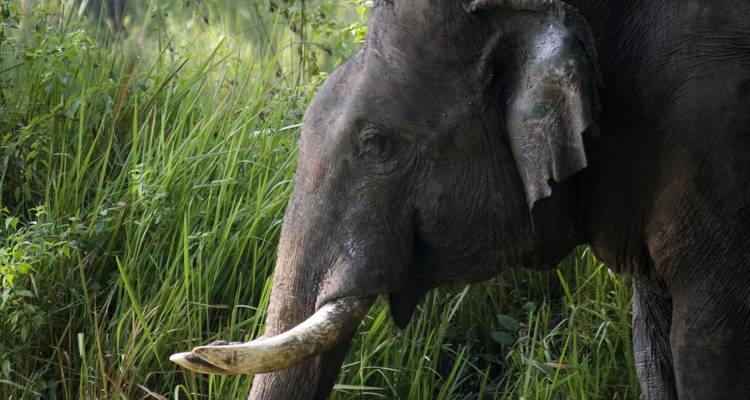 11 jours de safaris animaliers en Inde avec visite romantique du Taj Mahal - TOUT COMPRIS - Travel Con 2