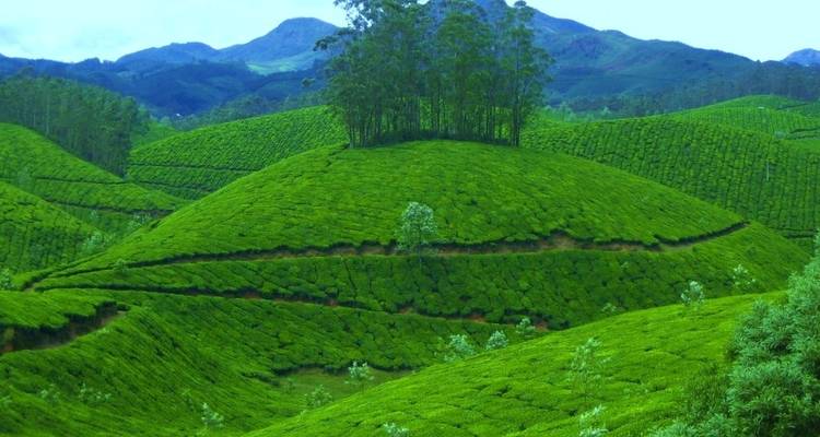 Levendige groene theeplantages die glooiende heuvels bedekken met enkele bomen en bergen op de achtergrond.