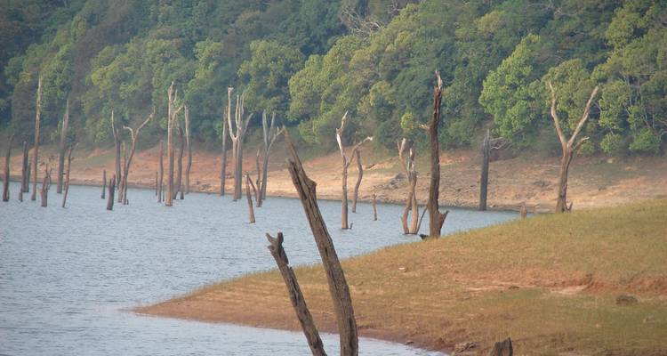 Een sereen landschap met een meer waarin dode bomen in het water staan en weelderig groen op de achtergrond.