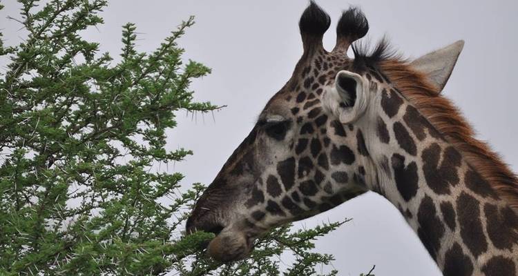 Lo mejor de Tanzania en 8 días - Kiriwe Travel And Trekking Safaris Ltd 3