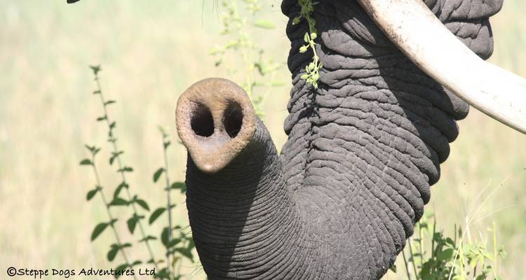 Lo mejor de Tanzania en 8 días - Kiriwe Travel And Trekking Safaris Ltd 1