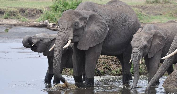 Lo mejor de Tanzania en 8 días - Kiriwe Travel And Trekking Safaris Ltd 4