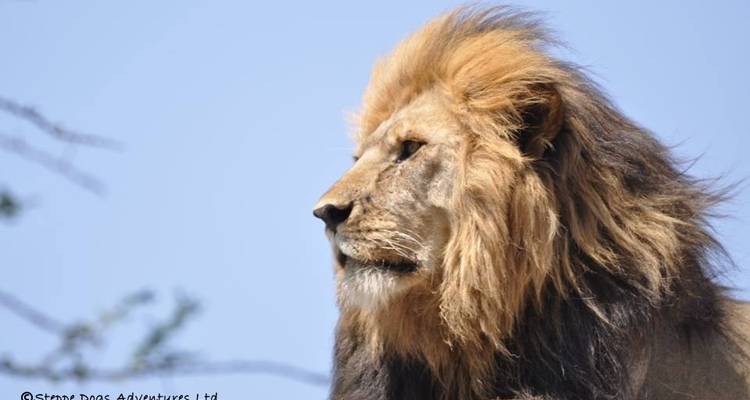 Lo mejor de Tanzania en 8 días - Kiriwe Travel And Trekking Safaris Ltd 2