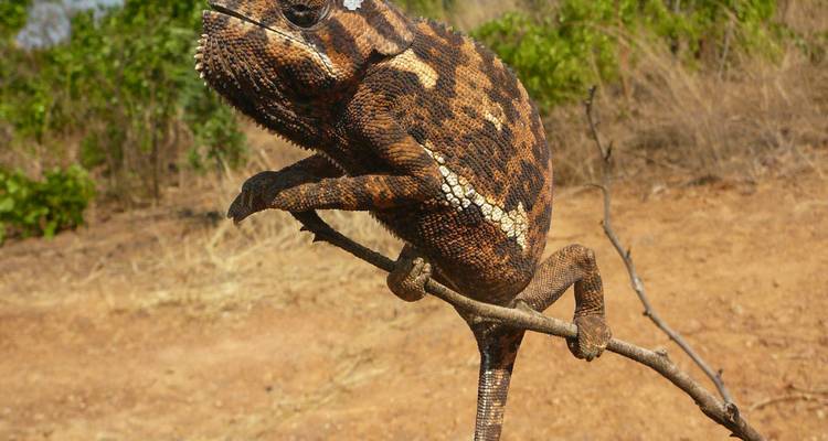 Zambia's Best Parks - Adventure Purists Ltd. 4