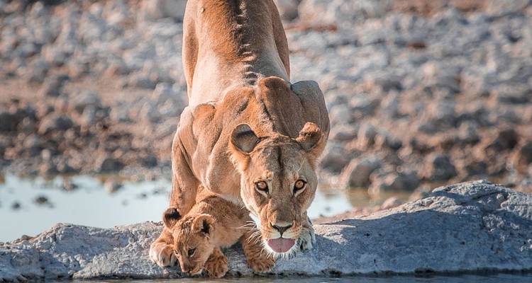 Zambia's Best Parks - Adventure Purists Ltd. 7
