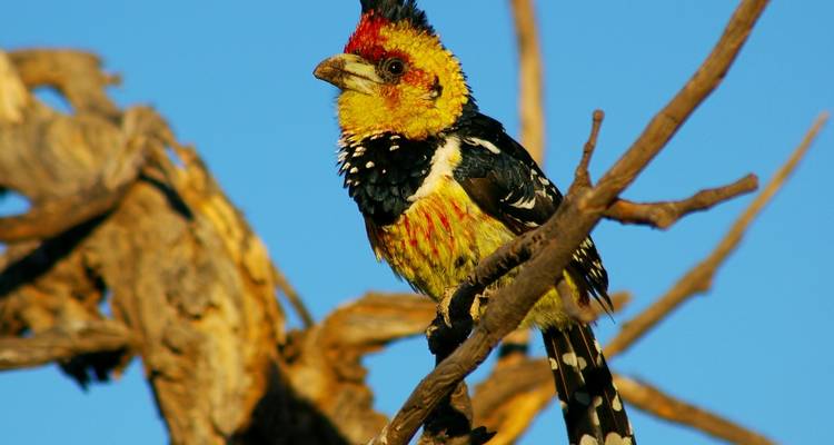 Zambia's Best Parks - Adventure Purists Ltd. 3